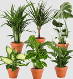 PflanzePlus: 6er-Set (Monstera, Dieffenbachie, Einblatt, Drachenbaum, Goldfruchtpalme, Korbmarante) für 29,48€ inkl. Versand (statt 35€)
