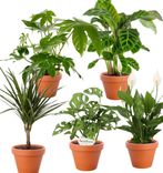 5er-Pflanzen-Set: Zimmeraralie + Monstera "Monkey Leaf" + Korbmarante + Drachenbaum + Einblatt (+/- 30-60cm, ø 10-15cm Topf) für 27,48€ inkl. Versand (statt 37€)