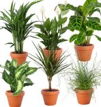 6er-Pflanzen-Set: Dieffenbachie + Goldfruchtpalme + Korbmarante + Einblatt + Liebeslocke + Drachenbaum (+/- 40-60cm, ø 12-15cm Topf) für 27,48€ inkl. Versand (statt 40€)
