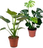 2er Pflanzen-Set: Alocasia-Monstera (60cm+55-70cm) für 20,48€ inkl. Versand (statt 30€)