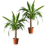 2er-Pflanzen-Set: Palmlilie (+/- 60-70cm, ø 12-15cm Topf) für 22,48€ inkl. Versand 