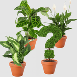 PflanzePlus: Calathea | Dieffenbachia | Spathiphyllum + Gratis Überraschungspflanze für 23,68€ inkl. Versand (statt 38€)
