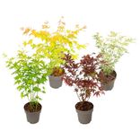 4x Fächerahorn, Mix-Set, 35–55 cm, Größe L, Topf-Ø 15 cm für 35,90€ inkl. Versand (statt 60€)
