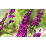 3x oder 8x Schmetterlingsflieder Buddleja davidii (verschiedene Farben, winterhart, 30-38 cm) ab 23,99€ inkl. Versand (statt 33€) 