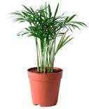 IKEA: Chamaedorea Elegans Zimmerpflanze (Bergpalme, Höhe: 20cm Topf: 9cm) für 1,50€ in der Filiale (statt 3,99€)