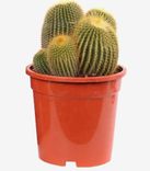 Preisfehler? Verschiedene Pflanzen (Kakteen, Euphorbie, Aloe Mix uvm.) für je 0,10€ bei Abholung