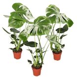 3er-Set Monstera Deliciosa (+/- 50-60cm, ø 12-15cm Topf) für 17,48€ inkl. Versand (statt 35€)