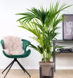 1x oder 2x luftreinigende Kentia-Palme (Howea Forsteriana) ab 26,99€ inkl. Versand (statt 33€)