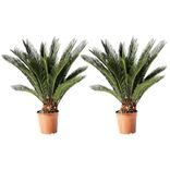 2x Japanischer Palmfarn Sagopalme (Cyca Revoluta, 45-60cm) für 32,39€ inkl. Versand (statt 46€)