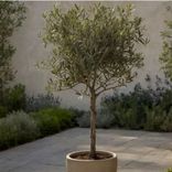 2x Winterharter Olivenbaum Olea Europaea (90-120 cm, inkl. Topf) für 47,69€ inkl. Versand (statt 70€)