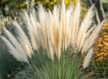 Chinaschilf Gracillimus XL für 25,99€ bzw. 2x für 37,99€ inkl. Versand (statt 60€)
