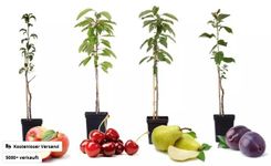 4er Säulenobst-Set (Kirsche, Pflaume, Apfel, Birne) für 32,99€ inkl. Versand (statt 57€)