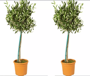 olivenbaum deutschland garten Olivenbaum kaufen | Olea europaea main image 1