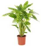 Calathea Leopardina Zimmerpflanze (60-70cm) für 23,98€ inkl. Versand (statt 35€)