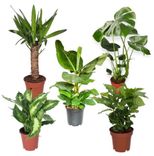 5er-Pflanzen-Set: Monstera (55-70cm) - Dieffenbachia - Yucca Palme - Coffea Arabica - Bananenpflanze für 27,98€ inkl. Versand