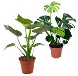 2er-Set Alocasia und Monstera (55cm-70mm) für 25,98€ inkl. Versand (statt 35€)