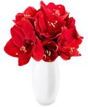 10 rote Amaryllis (30-40 Blüten) für 23,98€ inkl. Versand (statt 36€)