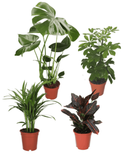 4er-Set "Greenery" (Monstera, Schaefflera, Areca Palme, Kroton) für 25,98€ inkl. Versand (statt 36€)