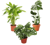 3er-Set Pflanzen (Monstera Deliciosa, Monstera Adansonii, Calathea Leopardina) für 23,98€ inkl. Versand (statt 40€)