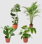 4er-Set "Blattungeheuer" - Monstera, Areca Palme, Dieffenbachia, Fatsia für 25,98€ inkl. Versand (statt 41€)