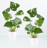 2er Pack Monstera (Fensterblatt) Zimmerpflanze (+/- 50 cm) für 24,90€ inkl. Versand (statt 40€)