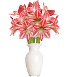 Blume Ideal: 10 gestreifte Amaryllis mit bis zu 30 Blüten für 25,98€ inkl. Versand (statt 46€)