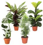 4er-Set "Plants-For-Friends": Monstera (55-70cm) + Calathea (40cm) + Bergpalme (50-60cm) + Ficus Lyrata (55-60cm) für 25,98€