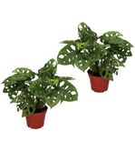  2er-Set Monstera Adansonii (40cm) für 20,98€ inkl. Versand (statt 36€)